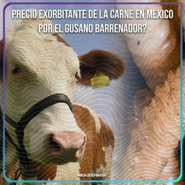 gusano barrenador mexico